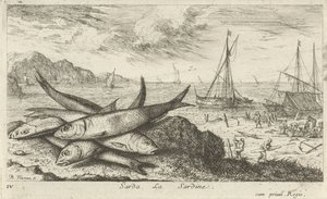 Sardiinit rannalla Sarda, La Sardine. (otsikko esineessä) Kalat ja muut meren eläimet - suolaisen veden ensimmäinen sarja (sarjan nimi) Diverse Especes de Poissons de mer (sarjan nimi) tekijältä Albert Flamen