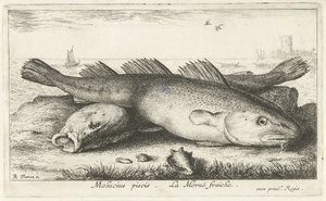 Kaksi turskaa rannalla Molucius piscis. Le Morue Fraiche. (otsikko esineessä) Kalat ja muut meren eläimet - suolaisen veden toinen sarja (sarjan nimi) Poissons de mer (sarjan nimi) tekijältä Albert Flamen