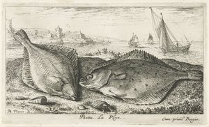 Kaksi kampelaa rannalla psetta. La Plye. (otsikko esineessä) Kalat ja muut meren eläimet - suolaisen veden toinen sarja (sarjan nimi) Poissons de mer (sarjan nimi) tekijältä Albert Flamen