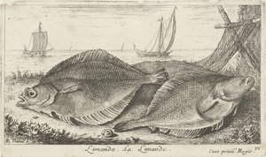 Kaksi tappia rannalla limanda. La Limande. (otsikko esineessä) Kalat ja muut meren eläimet - suolaisen veden kolmas sarja (sarjan nimi) Poissons de mer (sarjan nimi) tekijältä Albert Flamen