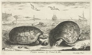 Kaksi kilpikonnaa rannalla Testudo venesatama; La Tortuë de Mer (otsikko esineessä) Kalat ja muut meren eläimet - suolaisen veden toinen sarja (sarjan nimi) Poissons de mer (sarjan nimi) tekijältä Albert Flamen