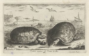 Kaksi kilpikonnaa rannalla Testudo venesatama; La Tortuë de Mer (otsikko esineessä) Kalat ja muut meren eläimet - suolaisen veden toinen sarja (sarjan nimi) Poissons de mer (sarjan nimi) tekijältä Albert Flamen