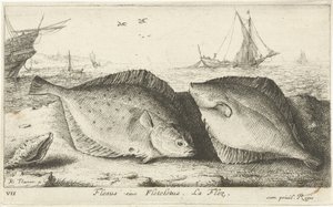 Kaksi punakampelaa rannalla Flesus siue Fleteletus. La flez. (otsikko esineessä) Kalat ja muut meren eläimet - suolaisen veden ensimmäinen sarja (sarjan nimi) Diverse Especes de Poissons de mer (sarjan nimi) tekijältä Albert Flamen