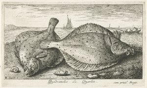 Kaksi punakampelaa rannalla Quadratulus. LeQuarlet. (otsikko esineessä) Kalat ja muut meren eläimet - suolaisen veden kolmas sarja (sarjan nimi) Poissons de mer (sarjan nimi) tekijältä Albert Flamen