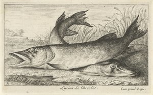 Kaksi haukea joen rannalla Lucius. Le Brochet. (otsikko esineessä) Kalat ja muut merieläimet – makean veden ensimmäinen sarja (sarjan nimi) Monipuoliset Especes de Poissons d