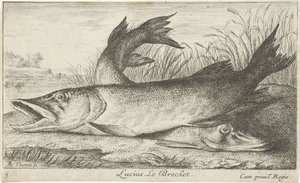 Kaksi haukea joen rannalla Lucius. Le Brochet. (otsikko esineessä) Kalat ja muut merieläimet – makean veden ensimmäinen sarja (sarjan nimi) Monipuoliset Especes de Poissons d
