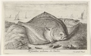 Kaksi piikkikampelaa rannalla Rhombus acleatus. Le Turbot. (otsikko esineessä) Kalat ja muut meren eläimet - suolaisen veden kolmas sarja (sarjan nimi) Poissons de mer (sarjan nimi) tekijältä Albert Flamen