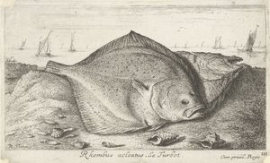 Kaksi piikkikampelaa rannalla Rhombus acleatus. Le Turbot. (otsikko esineessä) Kalat ja muut meren eläimet - suolaisen veden kolmas sarja (sarjan nimi) Poissons de mer (sarjan nimi) tekijältä Albert Flamen