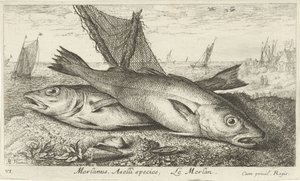 Kaksi valkoturskaa rannalla Merlanus. Aselli-lajit, Lemerlan. (otsikko esineessä) Kalat ja muut meren eläimet - suolaisen veden ensimmäinen sarja (sarjan nimi) Diverse Especes de Poissons de mer (sarjan nimi) tekijältä Albert Flamen