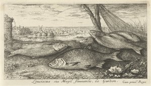 Neljä särkeä kalaverkossa Leuciscus siue Mugil fluuiatilus. Le Gardon. (otsikko esineessä) Kalat ja muut merieläimet – makean veden ensimmäinen sarja (sarjan nimi) Monipuoliset Especes de Poissons d
