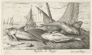 Neljä punaista kelttiä rannalla Rubellio Le Rouget. (otsikko esineessä) Kalat ja muut meren eläimet - suolaisen veden toinen sarja (sarjan nimi) Poissons de mer (sarjan nimi) tekijältä Albert Flamen