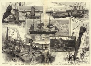 Valaanpyynti eteläisellä Tyynellämerellä, toimintaa Australian Whalerissa