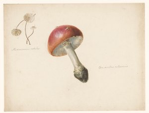 Opintolehti sienillä, Amanita Rubescens ja Marasmius Rotula tekijältä Albertus Steenbergen