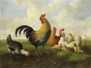 Kukko kanojen ja poikasten kanssa