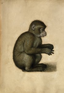 Apina / akvarelli, A. Dürer. tekijältä Albrecht Dürer