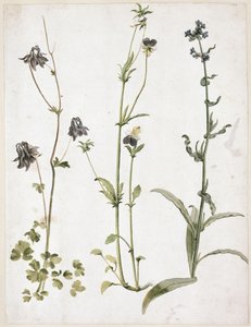  tekijältä Albrecht Dürer