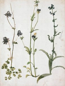 Kolumbiinit, orvokit ja härän kieli, 1500-luvun ensimmäinen neljännes. tekijältä Albrecht Dürer