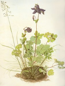 Albrecht D Columbine tekijältä Albrecht Dürer