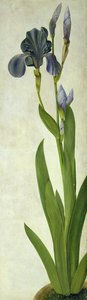 Iris (wc ja guassi paperilla) tekijältä Albrecht Dürer