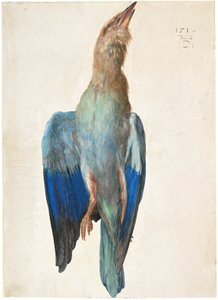 Itävallan saksa: Tote Blauracke Dead Bluebird Kuollut sinilintu tekijältä Albrecht Dürer