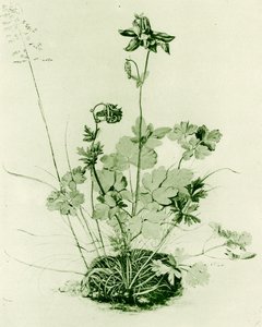 Columbine tekijältä Albrecht Dürer