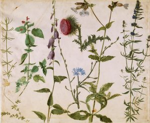 Kahdeksan tutkimusta luonnonvaraisista kukista, noin 1515-1520. tekijältä Albrecht Dürer