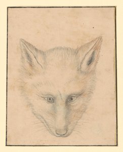 Kettupää, edestä katsottuna tekijältä Albrecht Dürer