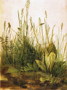 Saksa: Das große Rasenstück Suuri pala nurmikkoa tekijältä Albrecht Dürer