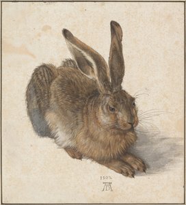 Hase, 1502 tekijältä Albrecht Dürer