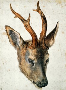 Metsänpää (kynä, muste ja wc paperilla) tekijältä Albrecht Dürer