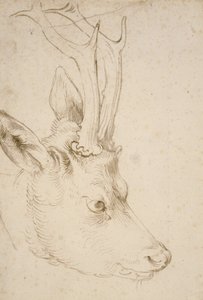 Roebuckin pää, 1503 tekijältä Albrecht Dürer