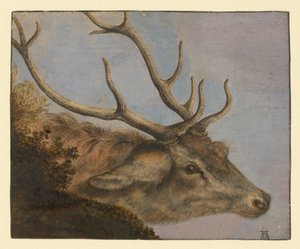 Hirschkopf tekijältä Albrecht Dürer