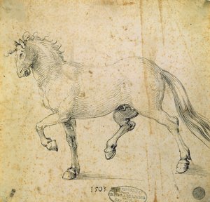 Hevonen, 1503 (kynä ja muste paperille) tekijältä Albrecht Dürer