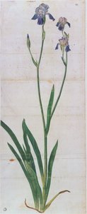Saksalainen iiris, noin 1503. tekijältä Albrecht Dürer