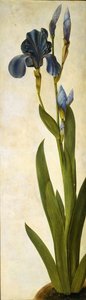 Troijalainen iiris, noin 1505-1508. tekijältä Albrecht Dürer