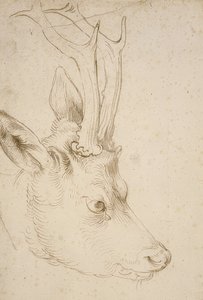 Metsän pää. Noin 1503 tekijältä Albrecht Dürer
