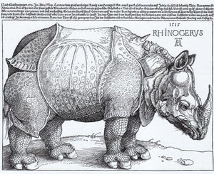 Latinaa:  Rhinocerus Sarvikuono. tekijältä Albrecht Dürer