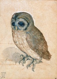 Pikku pöllö, 1508. tekijältä Albrecht Dürer
