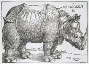 Neushoorn Rhinocerus (títol de l