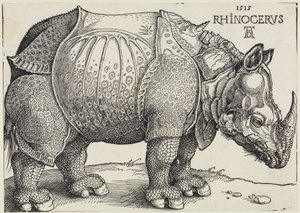 Sarvikuono tekijältä Albrecht Dürer