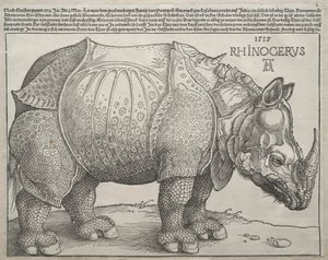 Sarvikuono, 1515. tekijältä Albrecht Dürer