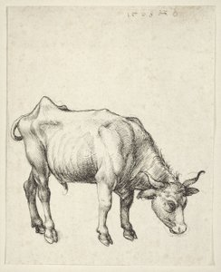Nuori Bull tekijältä Albrecht Dürer