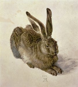 Nuori jänis