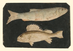 Kaksi kalaa päällekkäin (taimen ja simppu) tekijältä Albrecht Dürer