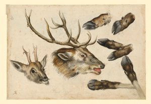  tekijältä Albrecht Dürer
