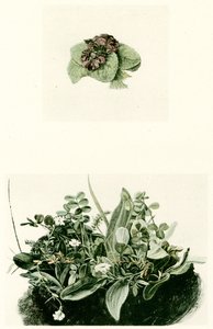 orvokit tekijältä Albrecht Dürer