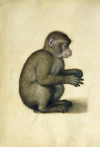 Apina (akvarelli ja guassi paperille) tekijältä Albrecht Dürer
