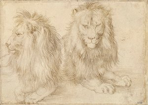 Kaksi istuvaa leijonaa - Albrecht Durerin (1471-1528) piirustus tekijältä Albrecht Dürer