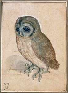 Kaeuzchen - Pikkupöllö tekijältä Albrecht Dürer or Duerer