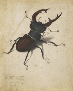 Polttarikuoriainen tekijältä Albrecht Dürer